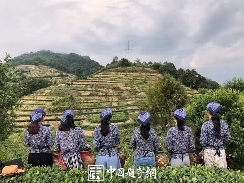 书法名家邓凌鹰为茶文化公司品牌题字《晗金树 树魁》插图4中国题字网