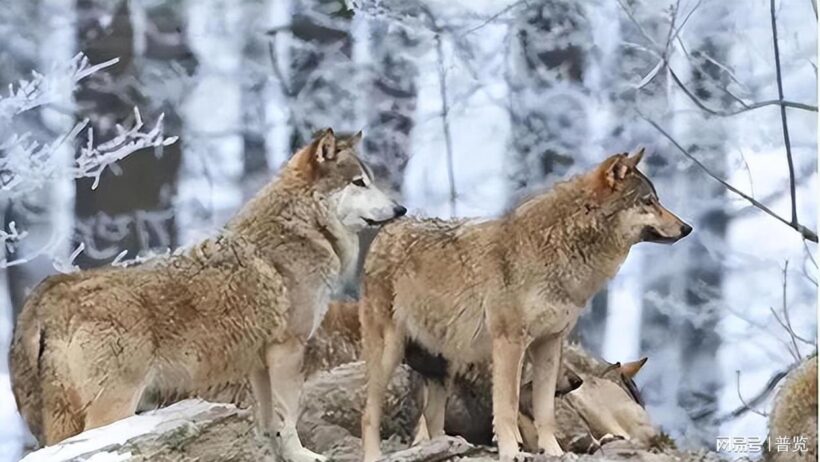 千万人泪目,《重返狼群》九年翻红为何再掀热潮?插图2中国题字网 千万人泪目,《重返狼群》九年翻红为何再掀热潮?插图2中国题字网