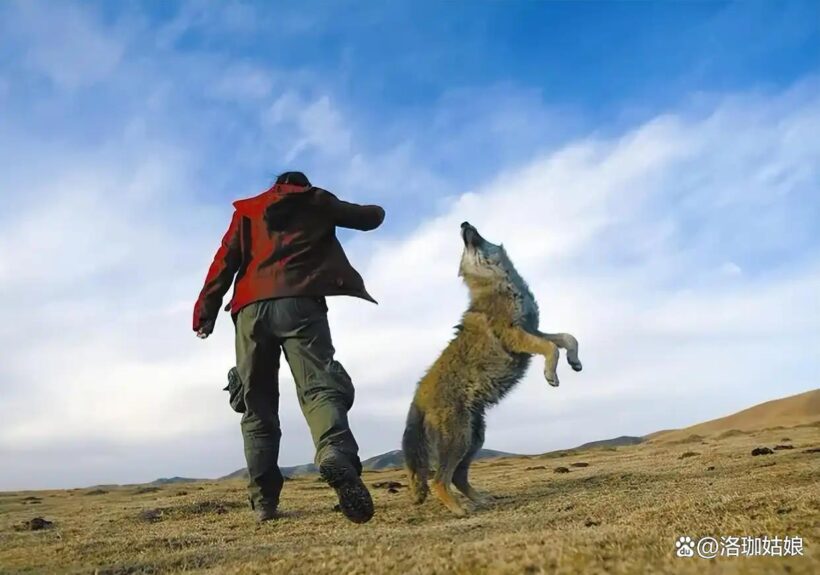 千万人泪目,《重返狼群》九年翻红为何再掀热潮?插图1中国题字网 千万人泪目,《重返狼群》九年翻红为何再掀热潮?插图1中国题字网