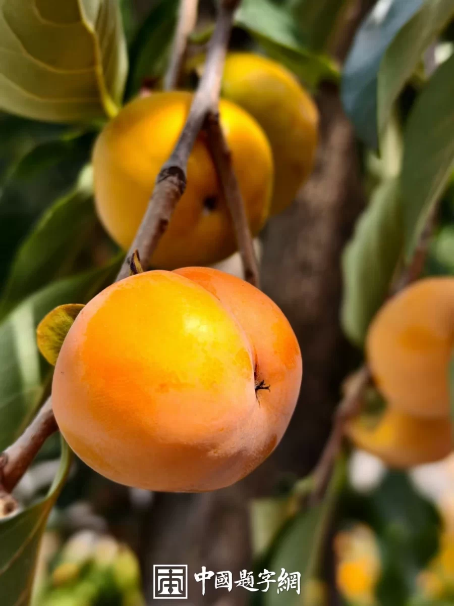 中华文明的韧性：从近代救亡到民族复兴的历史逻辑插图1中国题字网