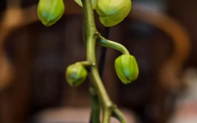 书法进课堂的课程设计：从笔画到文化的渗透缩略图中国题字网