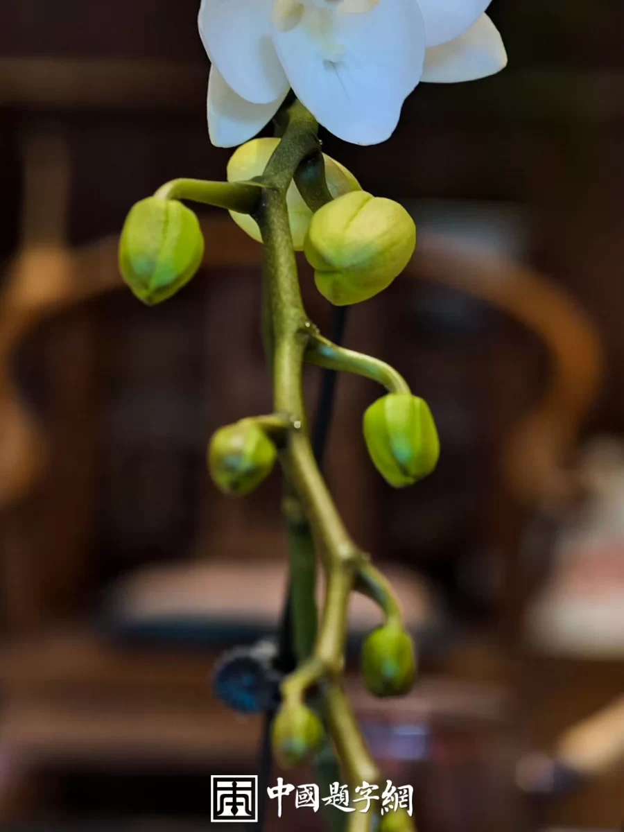 书法进课堂的课程设计：从笔画到文化的渗透插图中国题字网